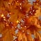 8ft. Pre-Lit Autumn Maple Artificial Fall Tree with 660 Warm White LED Lights